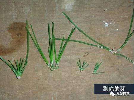 图解 黑松盆景用什么短针法最好