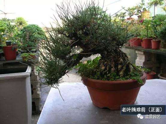 图解 黑松盆景用什么短针法最好