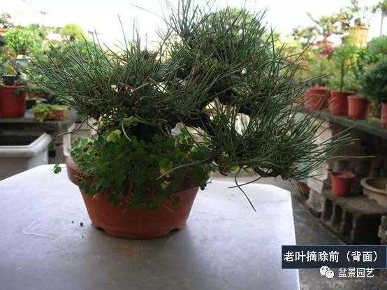 图解 黑松盆景用什么短针法最好