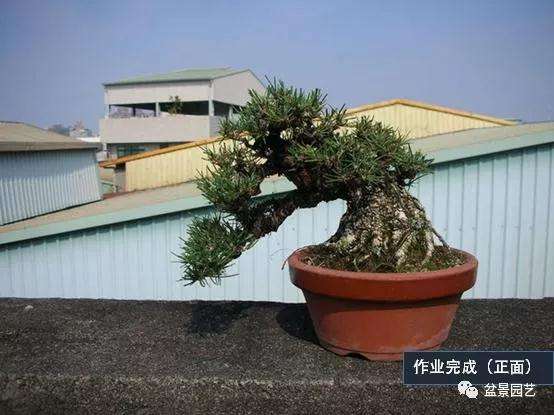 图解 黑松盆景用什么短针法最好