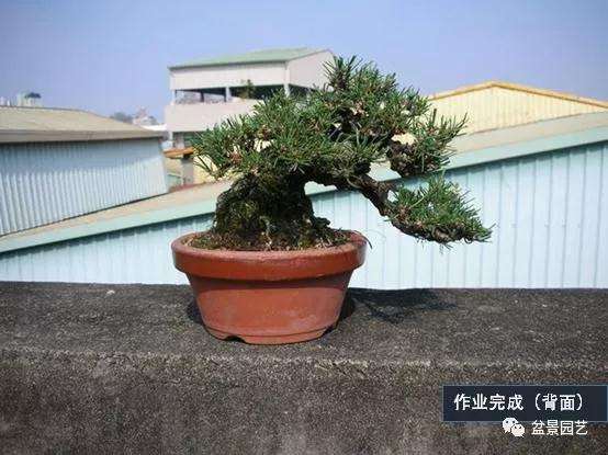 图解 黑松盆景用什么短针法最好