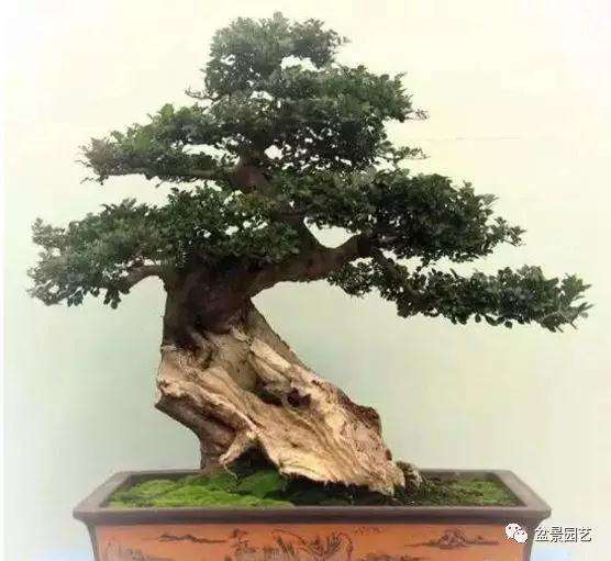 教你怎么复原受损盆景树桩