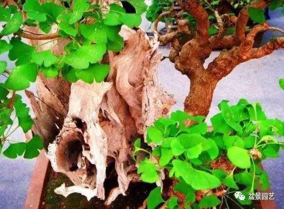 教你怎么复原受损盆景树桩