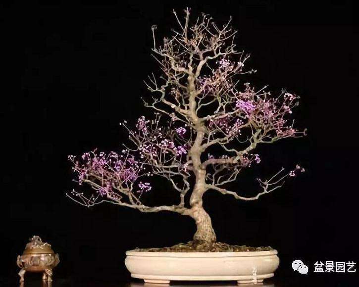 为什么春季栽植紫珠盆景对生长最好