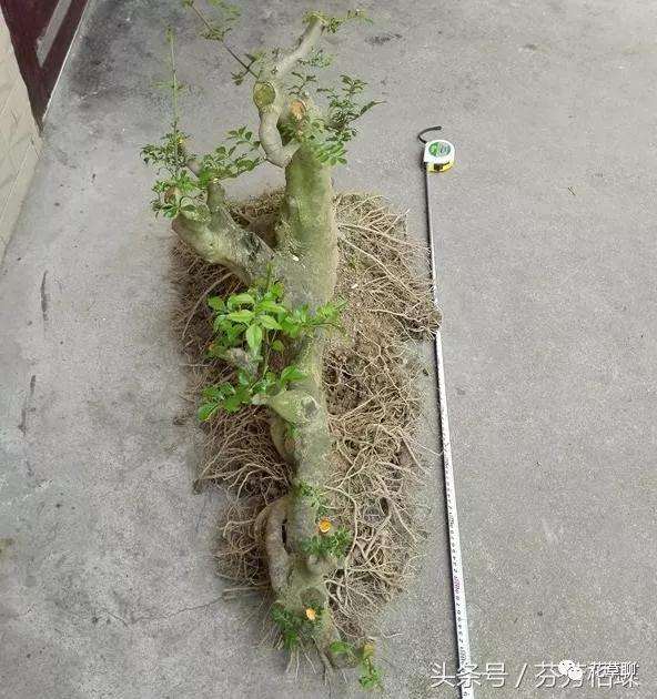 地养七年的过桥丛林对节白蜡下山桩