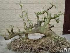 地养七年的过桥丛林对节白蜡下山桩