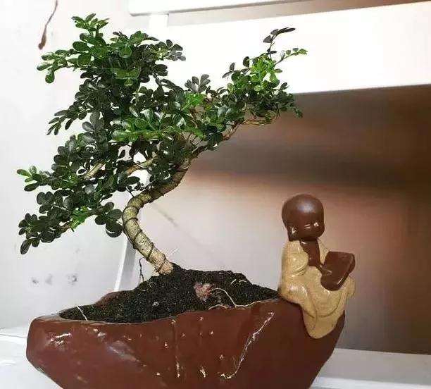 要怎么养护胡椒木盆景最好