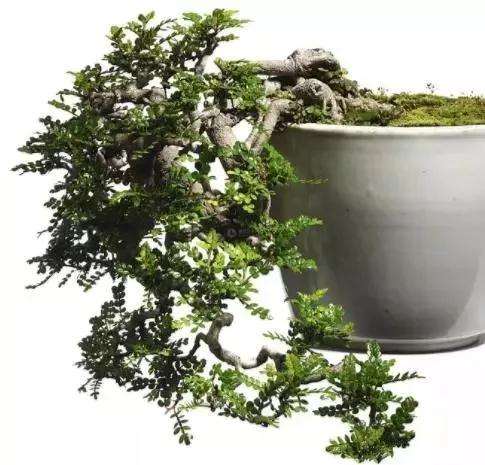 要怎么养护胡椒木盆景最好