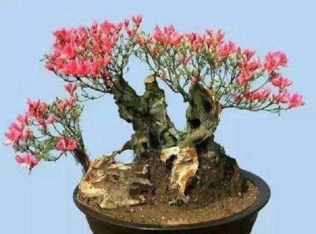 映山红盆景素材怎么繁殖的方法