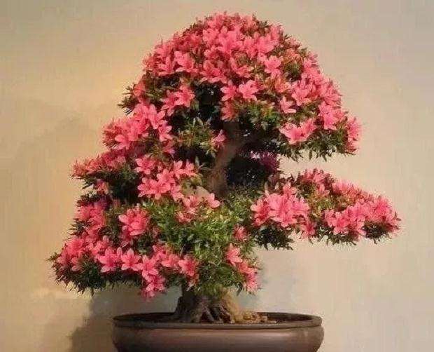映山红盆景素材怎么繁殖的方法