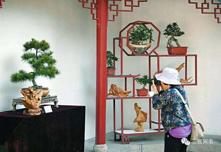 太原市第十一届盆景艺术节昨日开幕