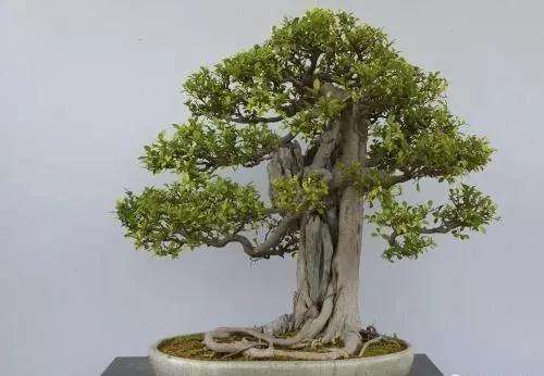 盆景不会造型怎么办 用这3个步骤