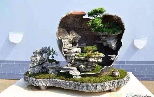 盆景不会造型怎么办 用这3个步骤