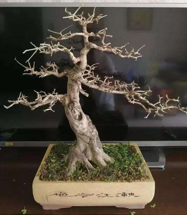 秋季给对节白蜡盆景摘叶换个造型