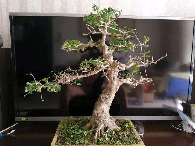 秋季给对节白蜡盆景摘叶换个造型