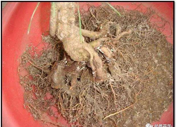 盆景怎么分次换盆的方法