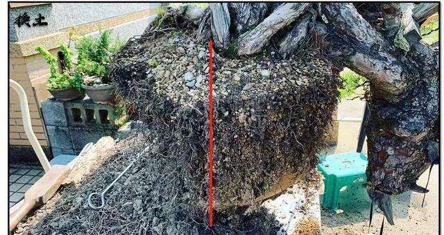 盆景怎么分次换盆的方法