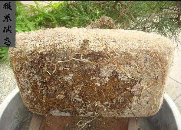 盆景怎么套盆的方法