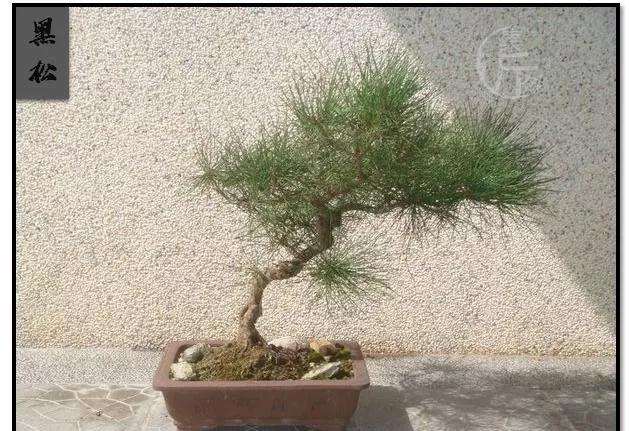 盆景换盆之前要考虑哪些因素