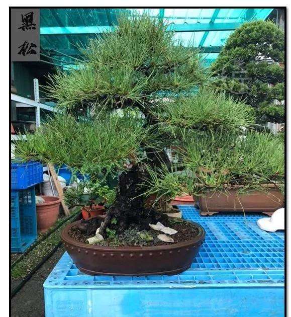 黑松盆景太久没换盆 怎么办 图片