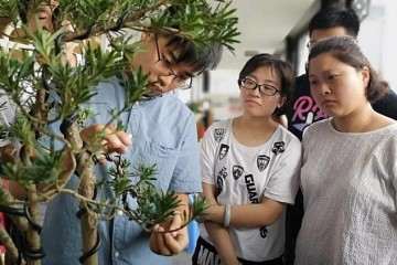 盆景越来越多的走进寻常百姓家中