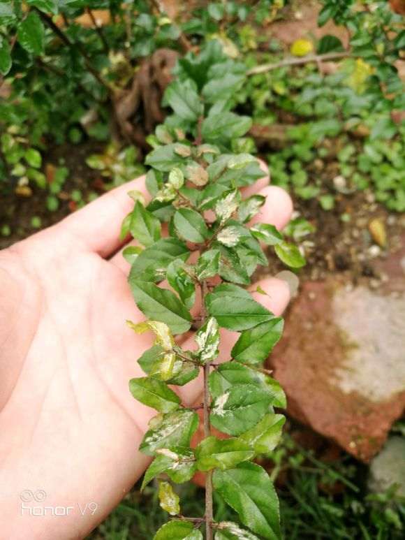 雀梅下山桩叶子表面长白毛是怎么回事