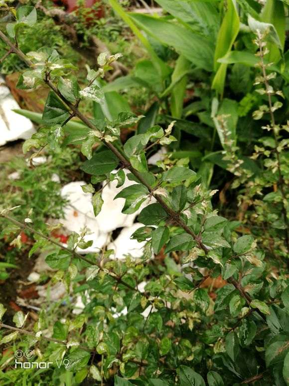 雀梅下山桩叶子表面长白毛是怎么回事