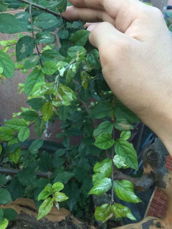 雀梅下山桩叶子表面长白毛是怎么回事