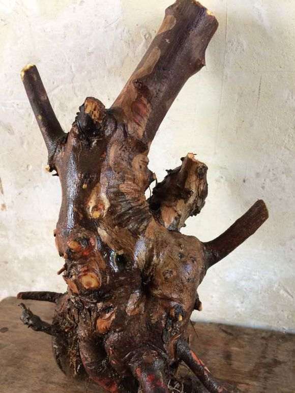 10元价格买的一棵雀梅下山桩 贵吗