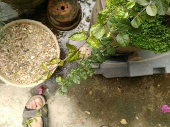 夏天雀梅盆景叶皱缩变形及焦叶 怎么办