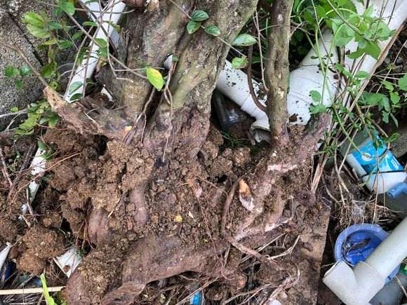 这棵雀梅下山桩被遗弃在路旁 大家看看