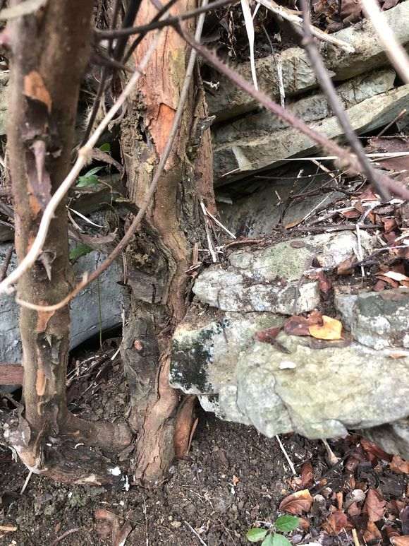 这棵雀梅下山桩被遗弃在路旁 大家看看