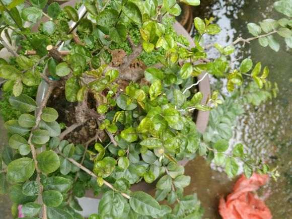 雀梅盆景有这虫后 叶片耷拉 怎么办