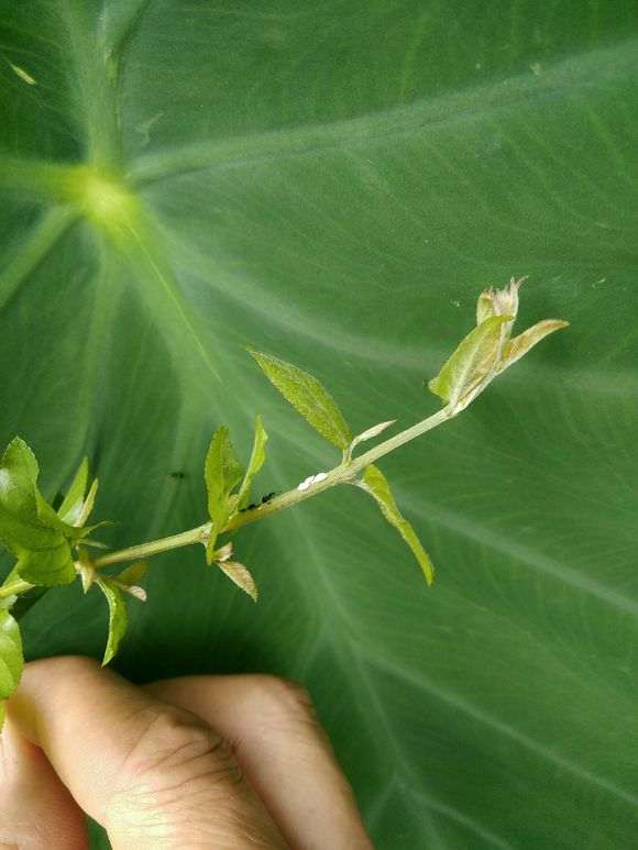 雀梅盆景有这虫后 叶片耷拉 怎么办