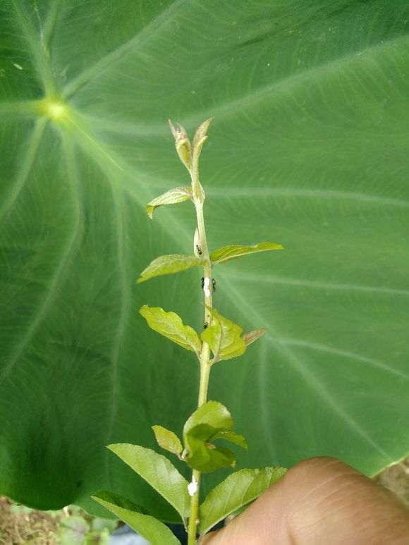 雀梅盆景有这虫后 叶片耷拉 怎么办