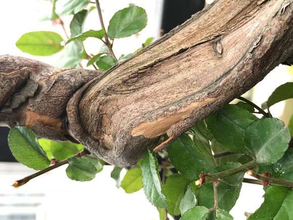 刚刚买的雀梅盆景树皮开裂