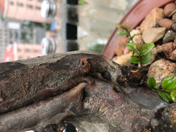 刚刚买的雀梅盆景树皮开裂