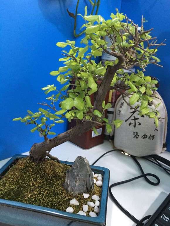 我的雀梅盆景叶子发黄