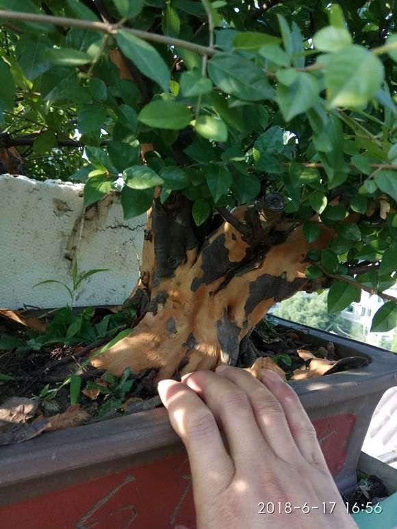 雀梅盆景叶子是病害还是虫害