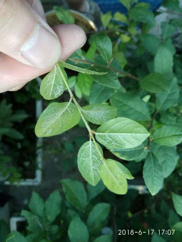 雀梅盆景叶子是病害还是虫害