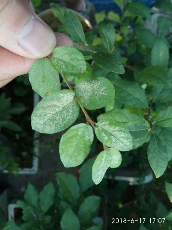 雀梅盆景叶子是病害还是虫害