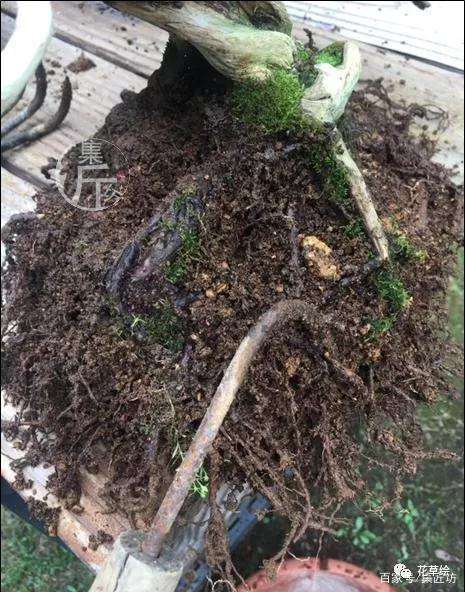 雀梅盆景的老叶子冬天没落 有的被虫咬过