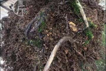 雀梅盆景的老叶子冬天没落 有的被虫咬过