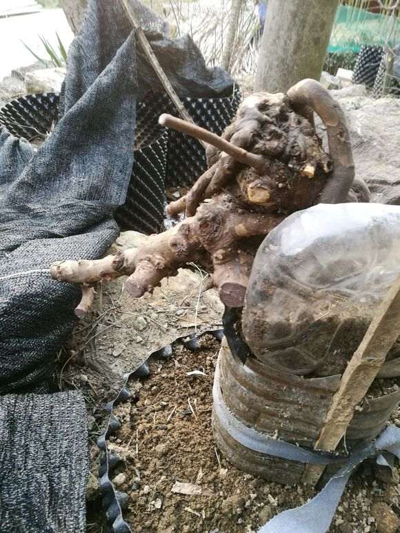 雀梅下山桩发芽了要不要遮阳吗