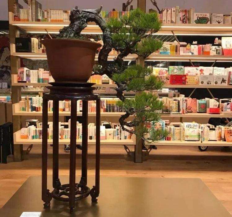 盆景的坑不是谁都可以入吗