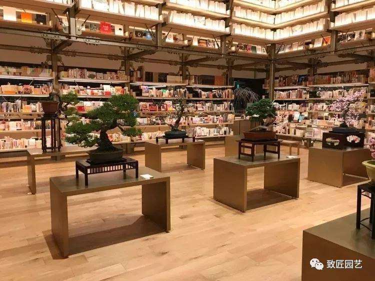 盆景的坑不是谁都可以入吗