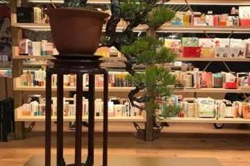 盆景的坑不是谁都可以入吗