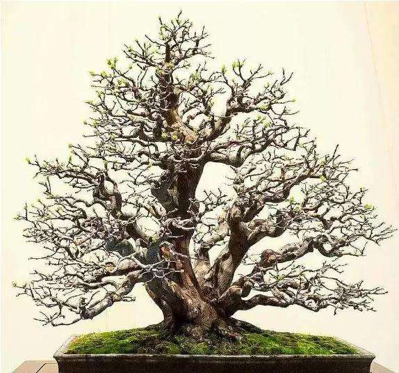 盆景上盆后烂根怎么处理的方法