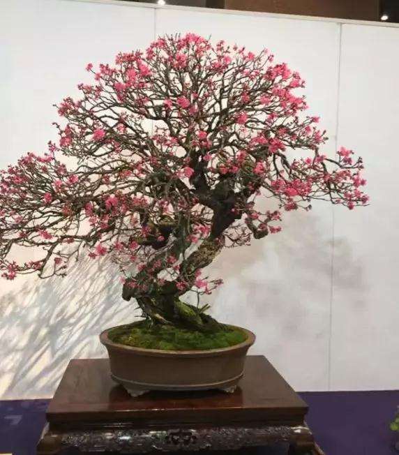 盆景上盆后烂根怎么处理的方法