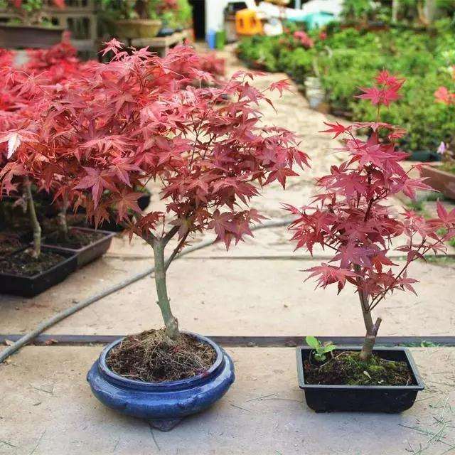 红枫盆景怎么摘叶技巧 图片